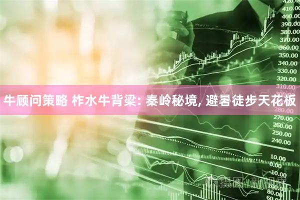 牛顾问策略 柞水牛背梁: 秦岭秘境, 避暑徒步天花板